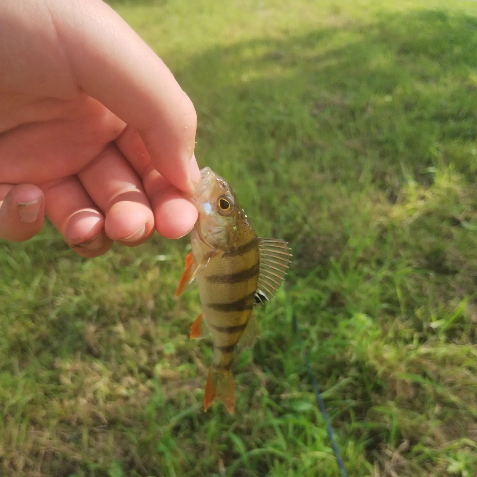European perch caught on Fishbrain