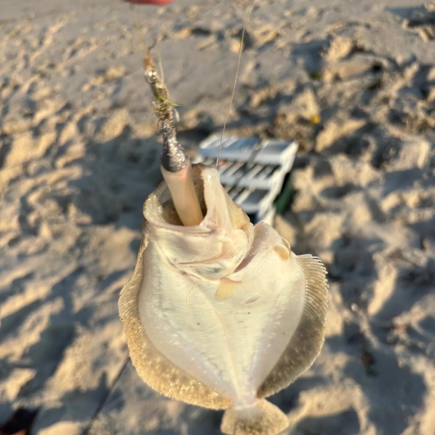 The most recent Summer flounder catches on Fishbrain