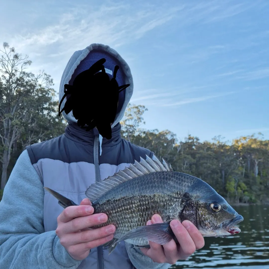 Southern black bream caught on Fishbrain