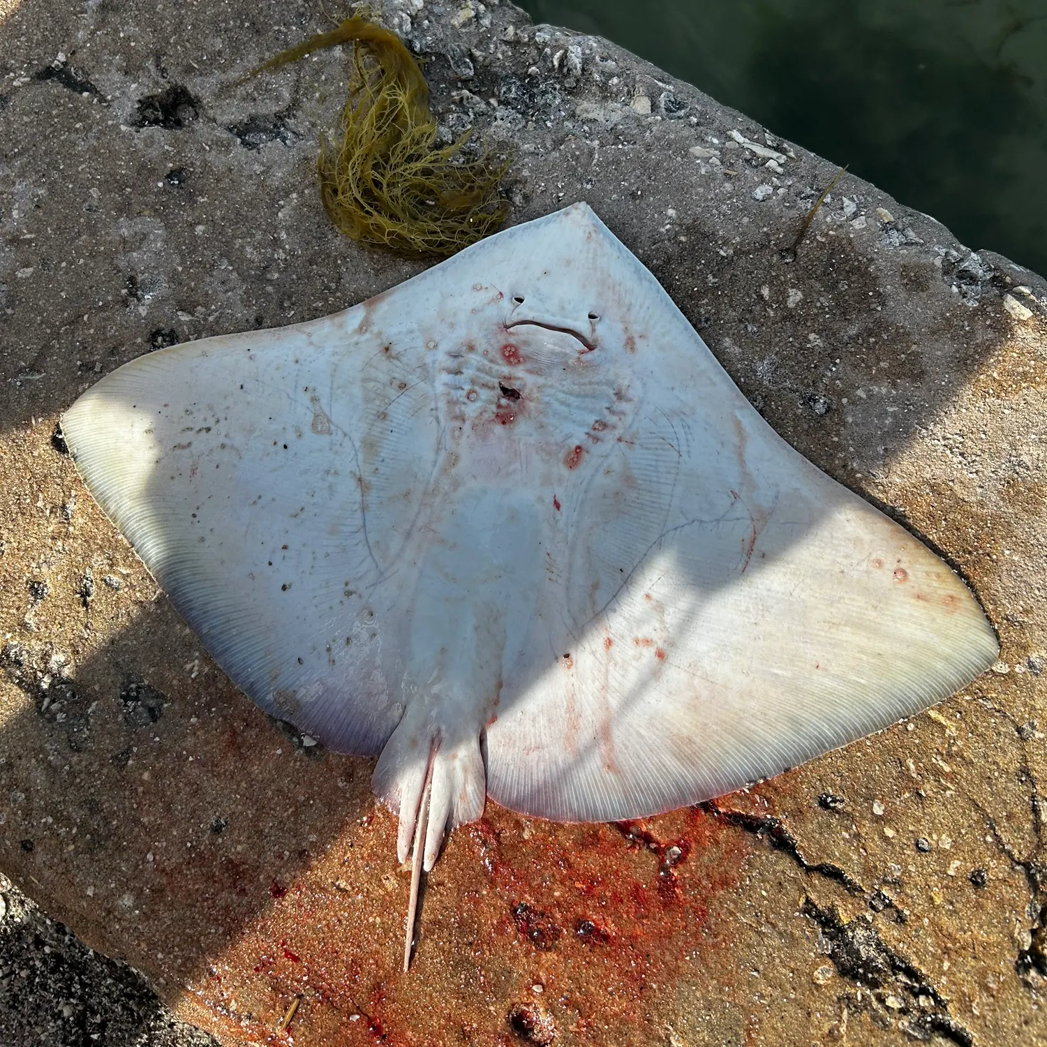 The most recent Blue skate catches on Fishbrain