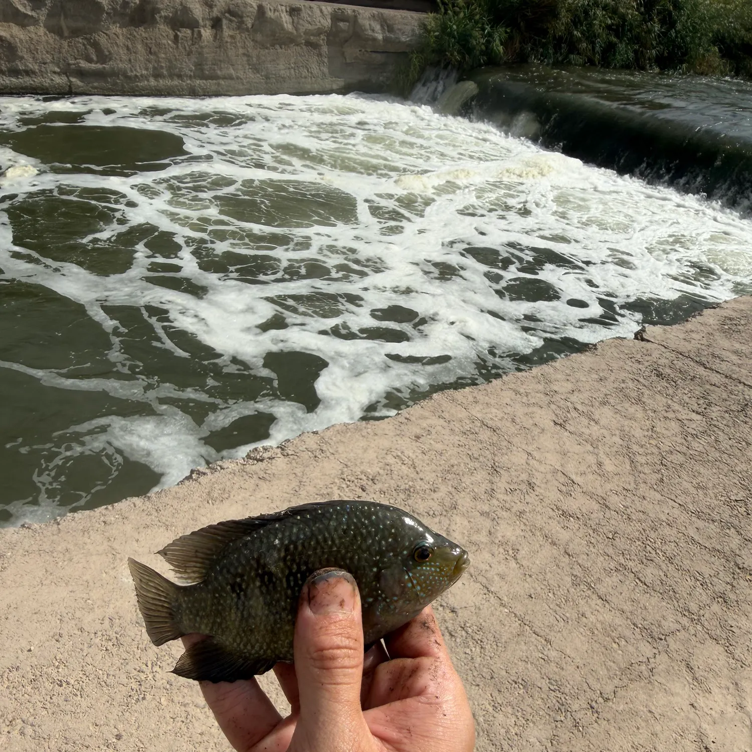 Rio Grande cichlid caught on Fishbrain