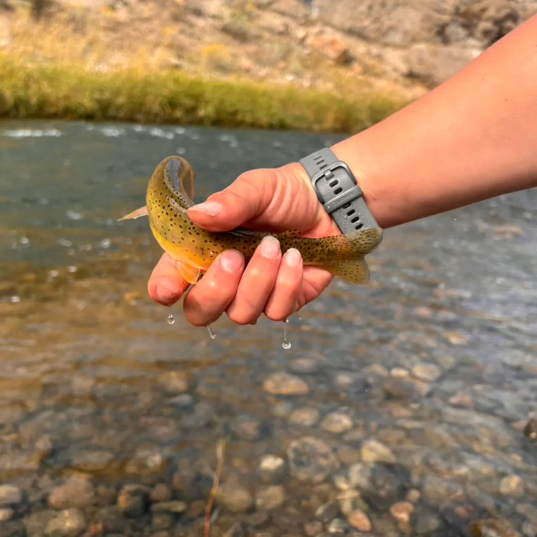 Yellowstone cutthroat trout caught on Fishbrain
