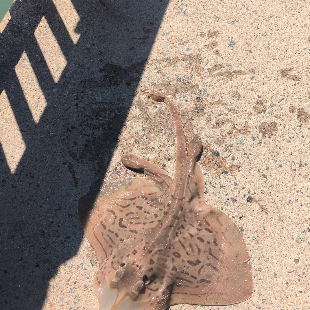 The most recent Clearnose skate catches on Fishbrain