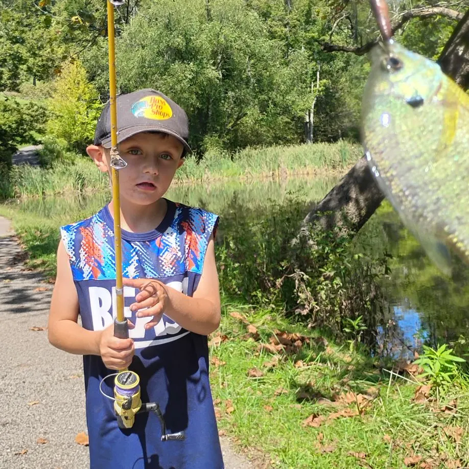 Bluegill caught on Fishbrain