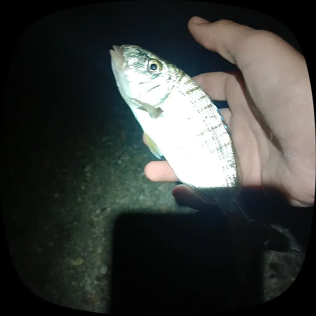 Striped seabream caught on Fishbrain