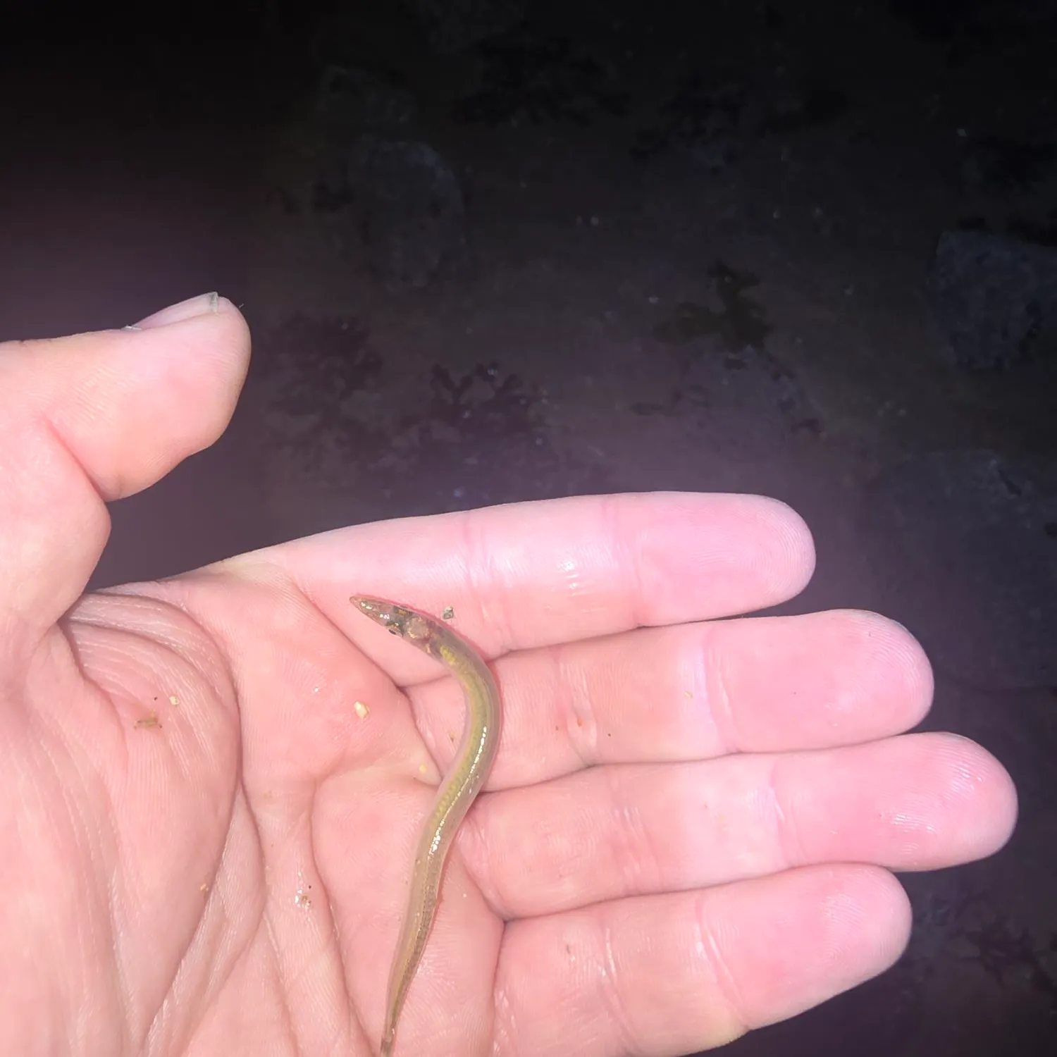 The most recent Pacific sand lance catches on Fishbrain