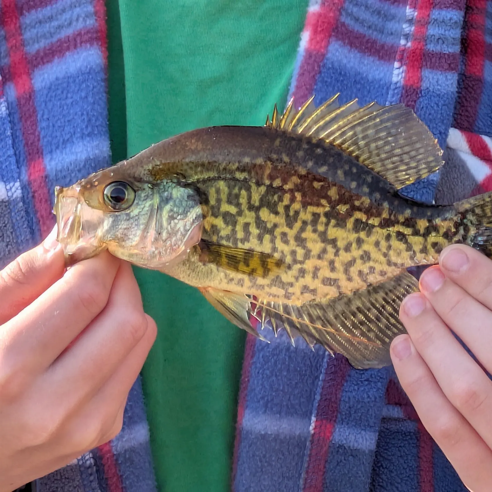 Black crappie caught on Fishbrain