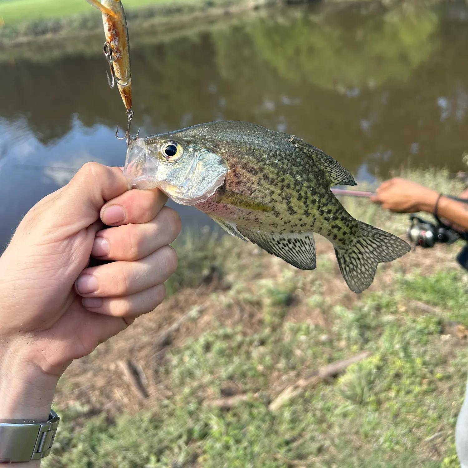 Black crappie caught on Fishbrain