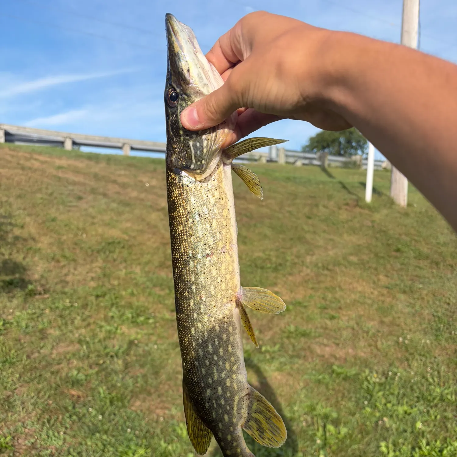 Northern pike caught on Fishbrain
