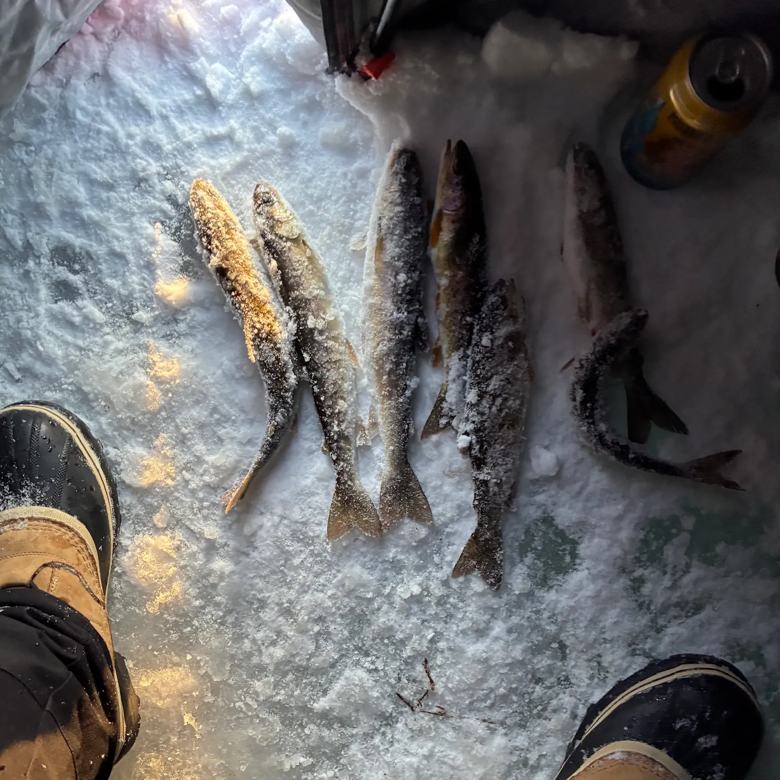 The most recent Arctic char catches on Fishbrain