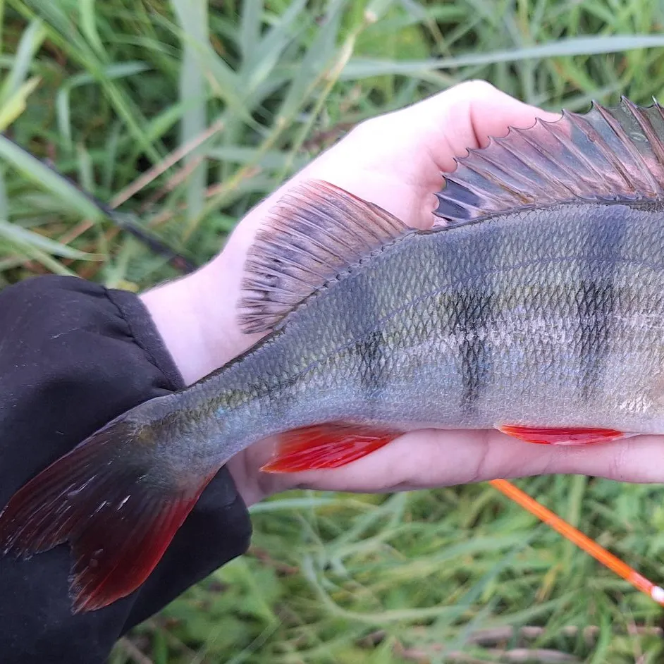 European perch caught on Fishbrain