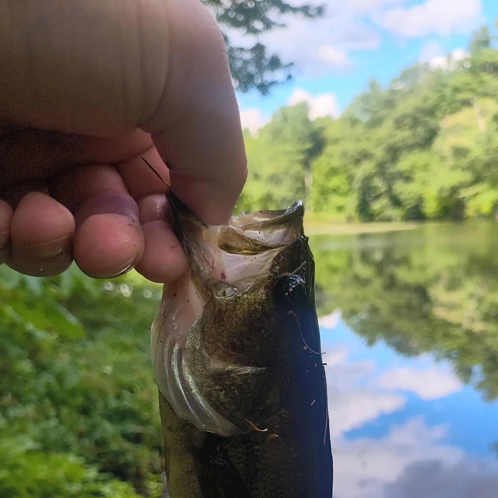 Largemouth bass caught on Fishbrain