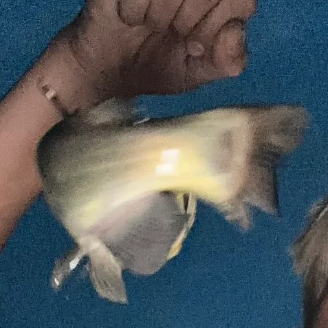 Black bullhead caught on Fishbrain