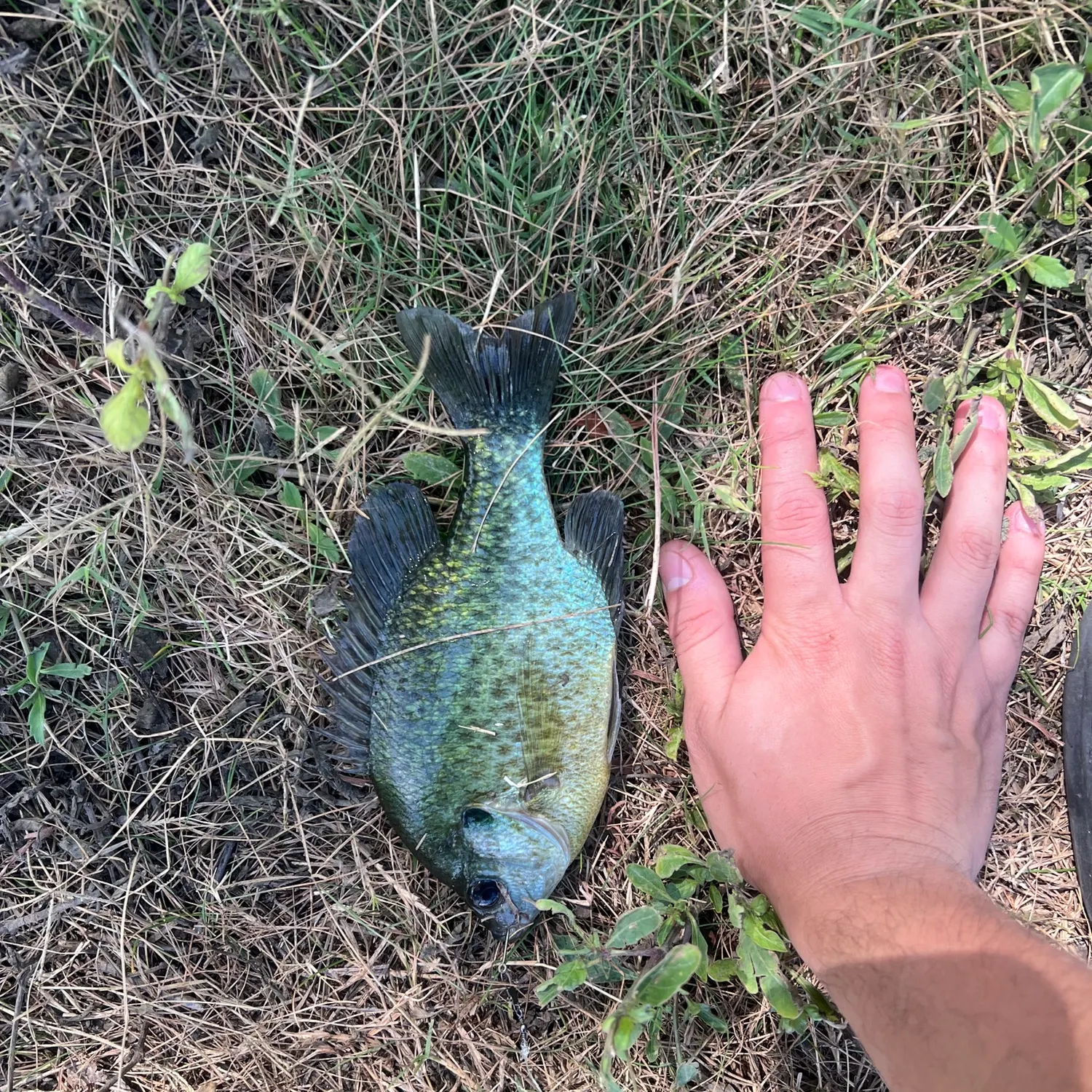 The most recent Bluegill catches on Fishbrain