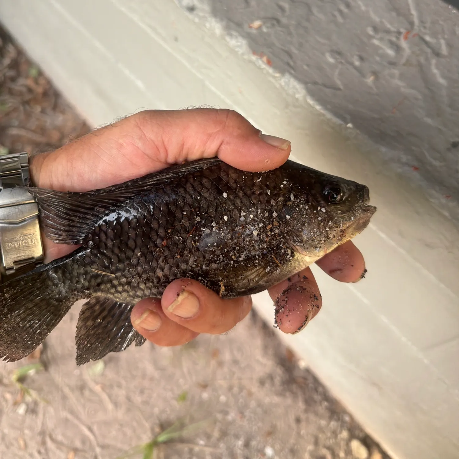The most recent Spotted tilapia catches on Fishbrain