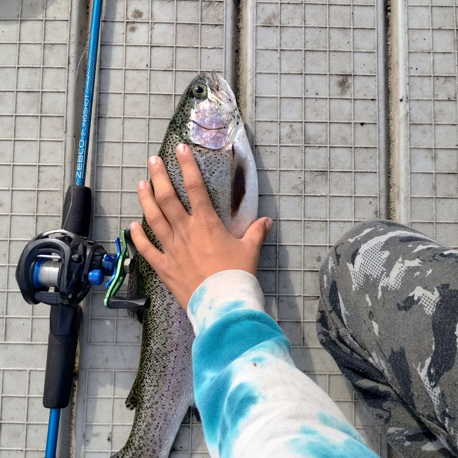 Rainbow trout caught on Fishbrain