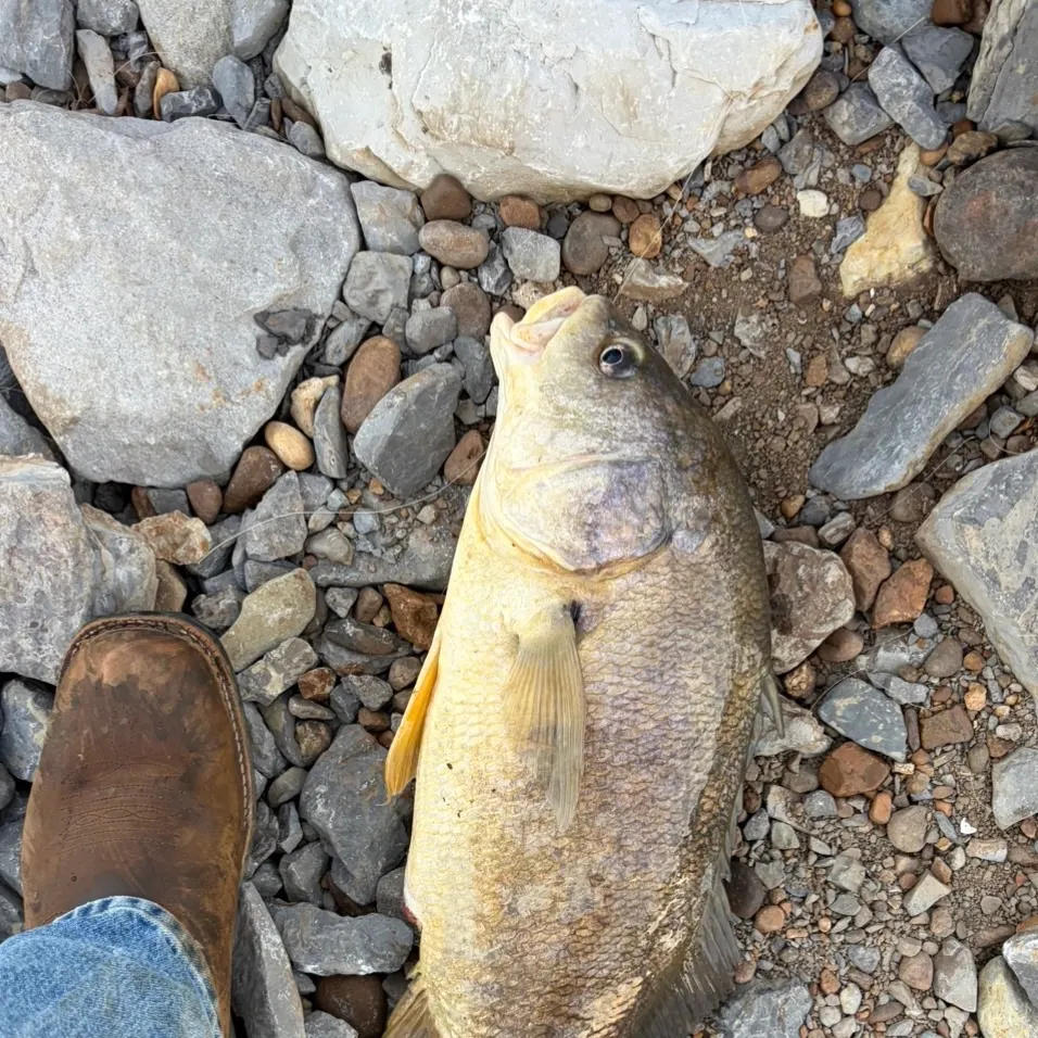 Freshwater drum caught on Fishbrain