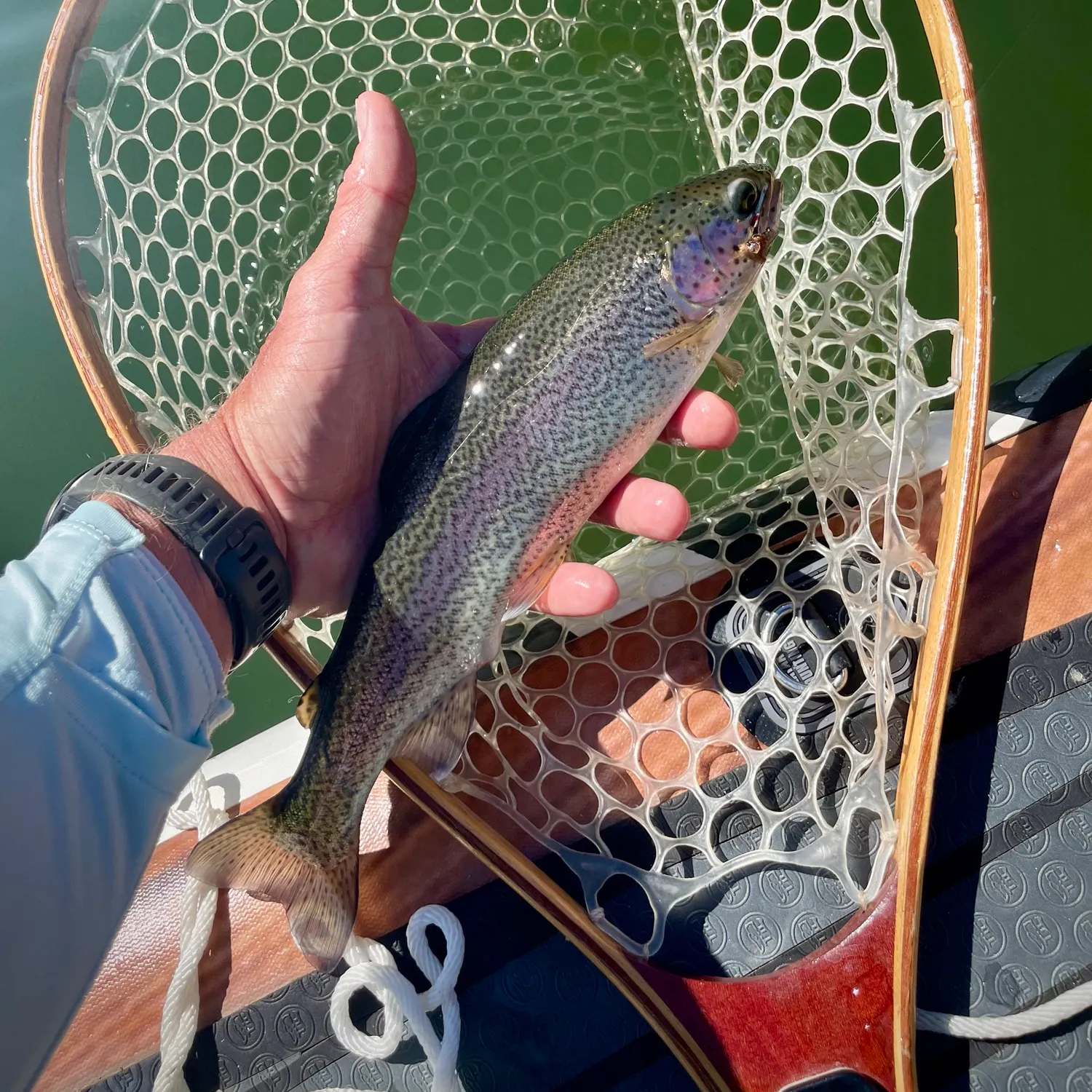Rainbow trout caught on Fishbrain