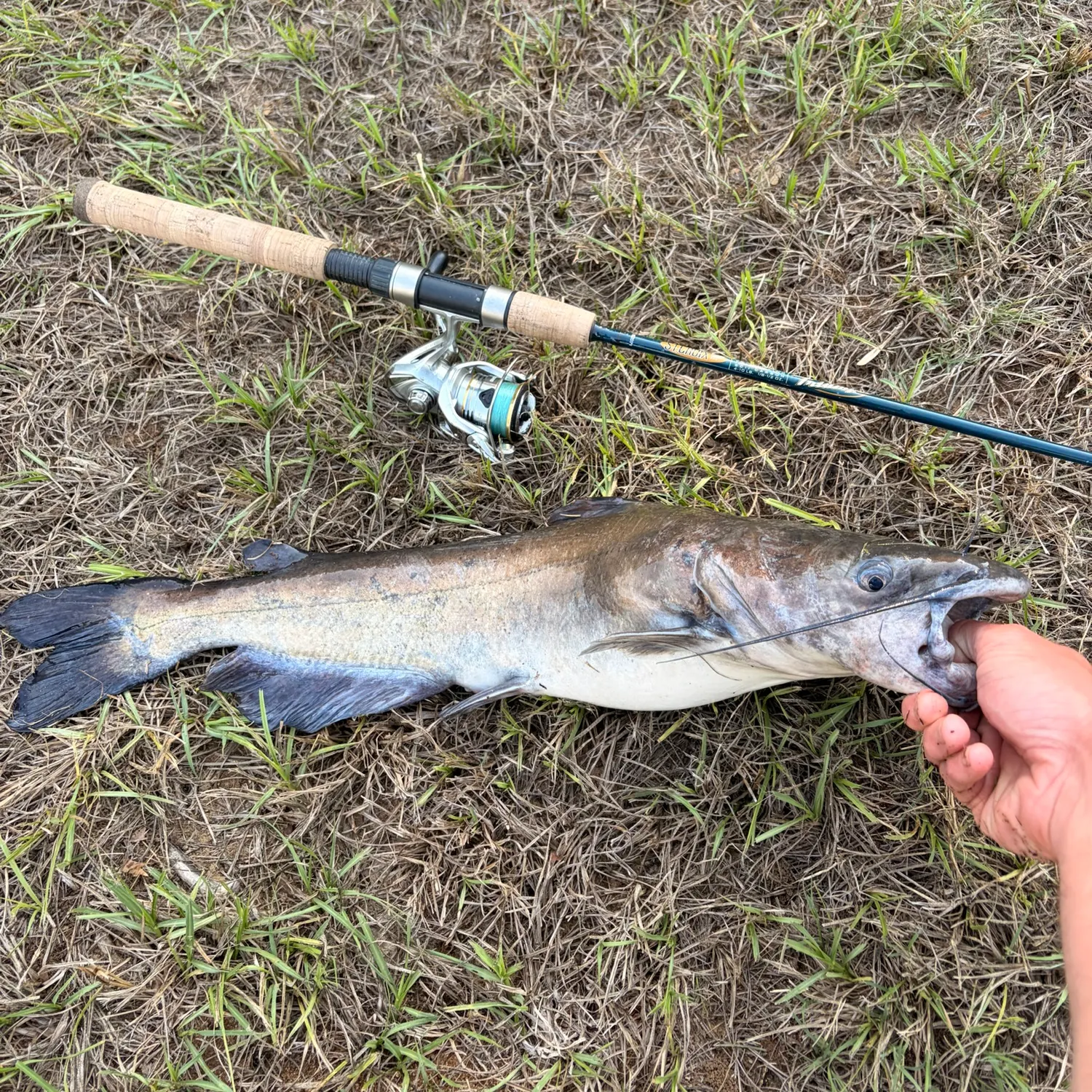 Channel catfish caught on Fishbrain