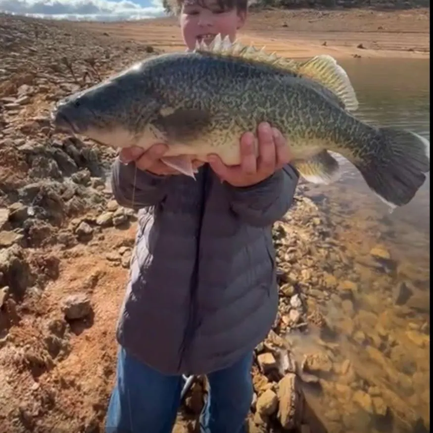 The most recent Murray cod catches on Fishbrain