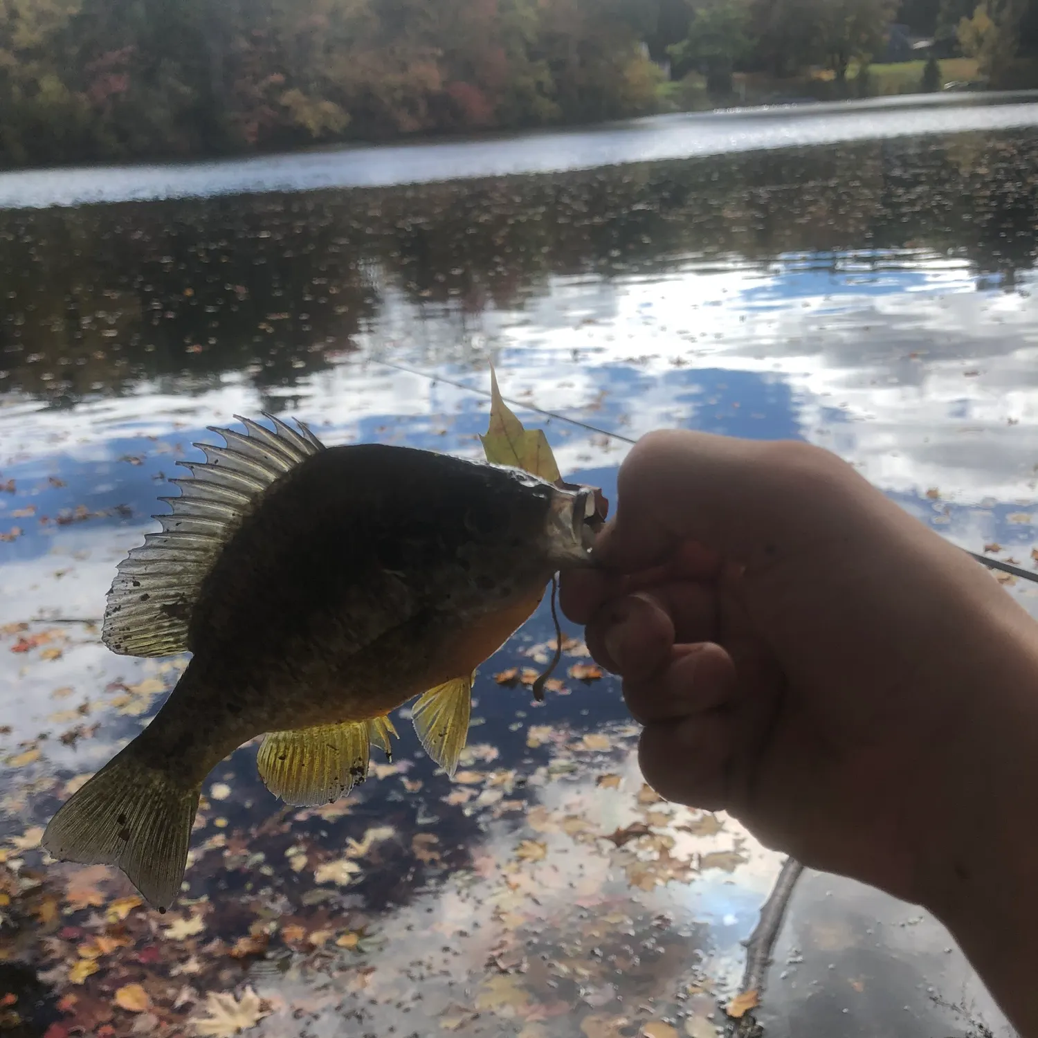 Pumpkinseed caught on Fishbrain