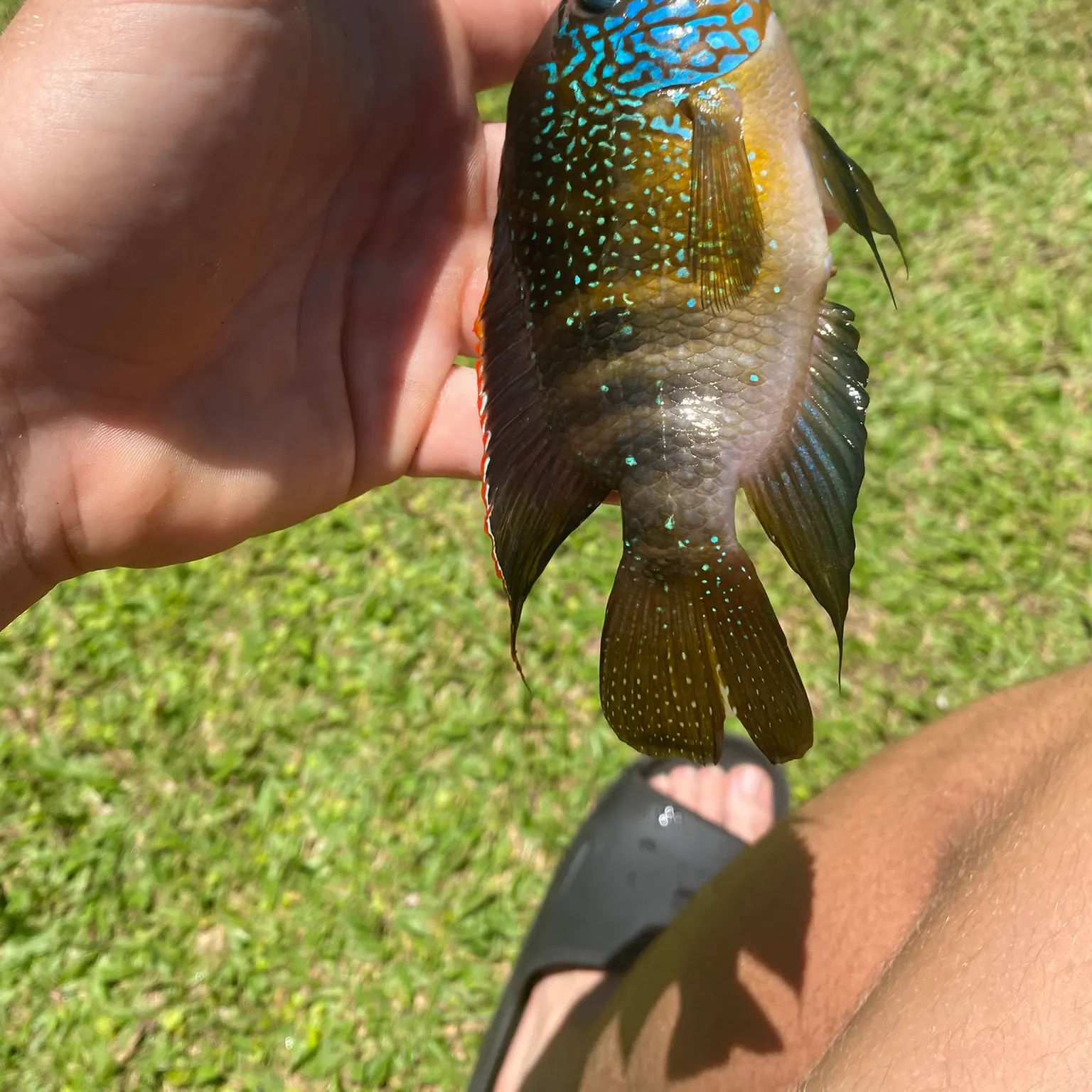 The most recent Yellowbelly cichlid catches on Fishbrain