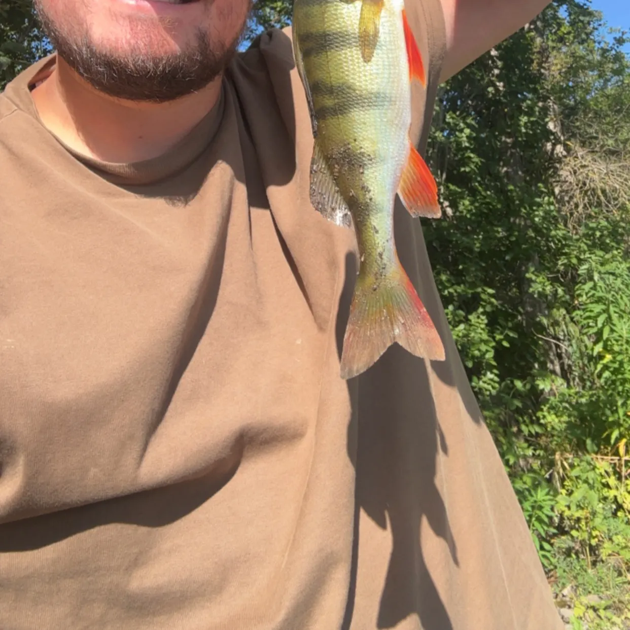 European perch caught on Fishbrain