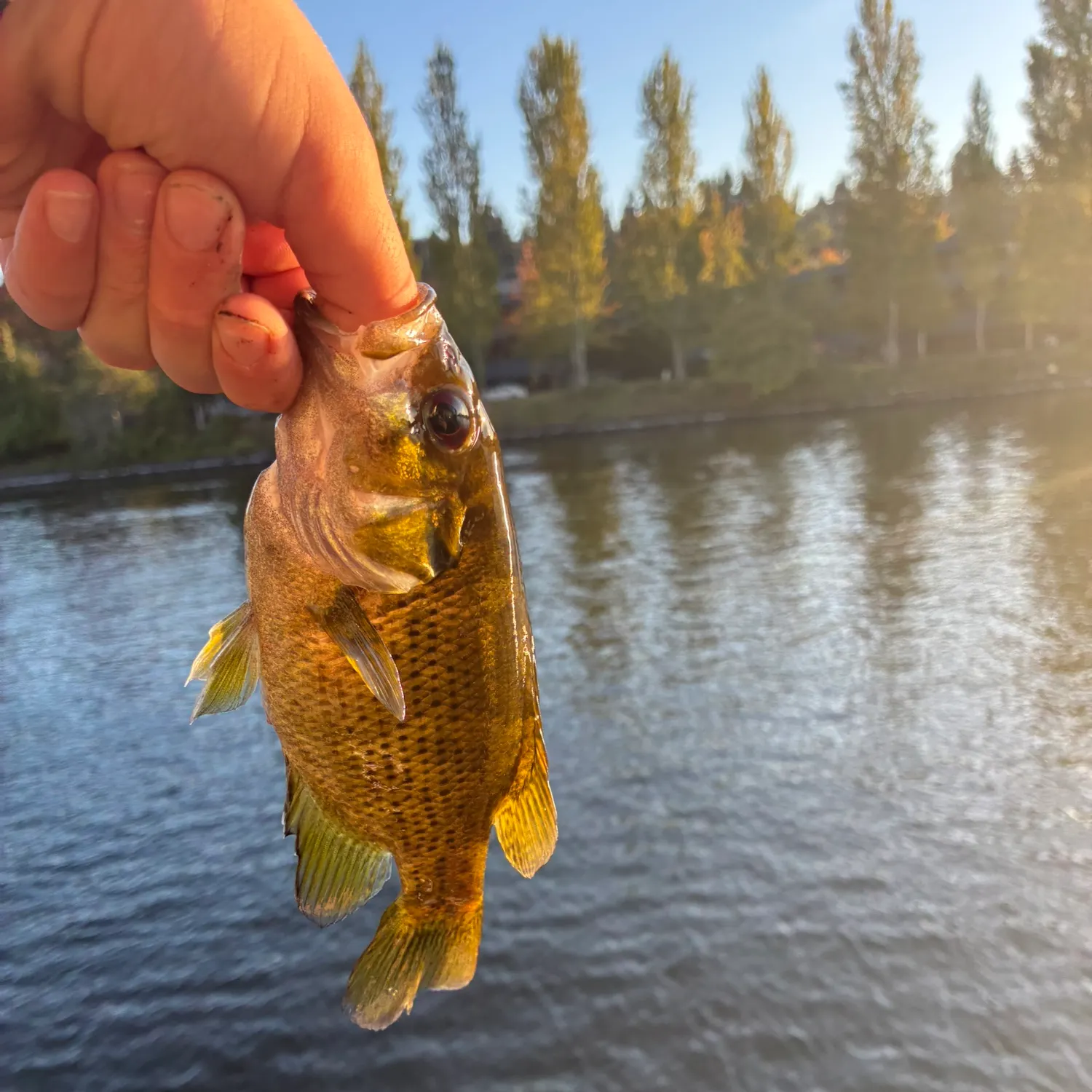 Rock bass caught on Fishbrain