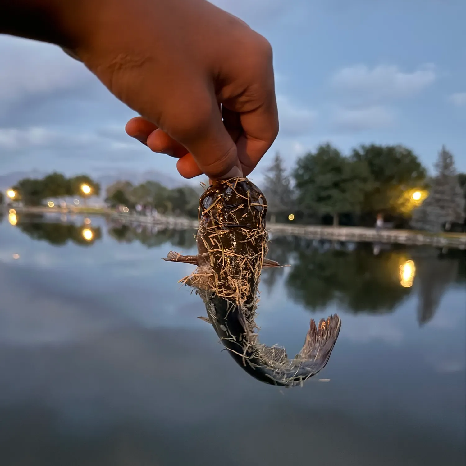 Black bullhead caught on Fishbrain