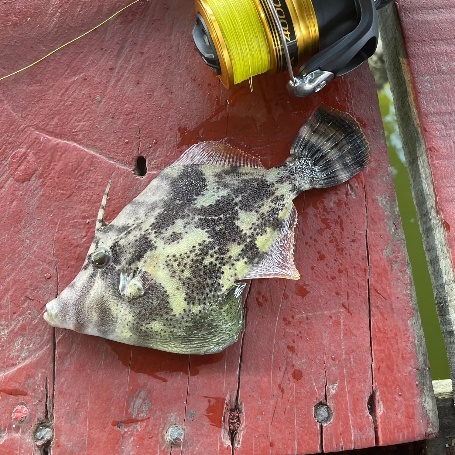 The most recent Yellowfin leatherjacket catches on Fishbrain