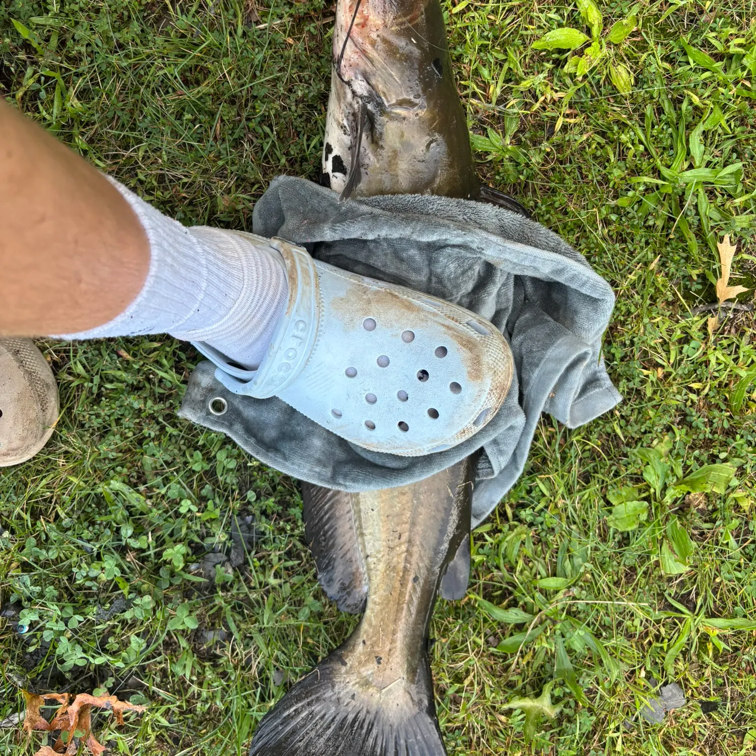 Channel catfish caught on Fishbrain