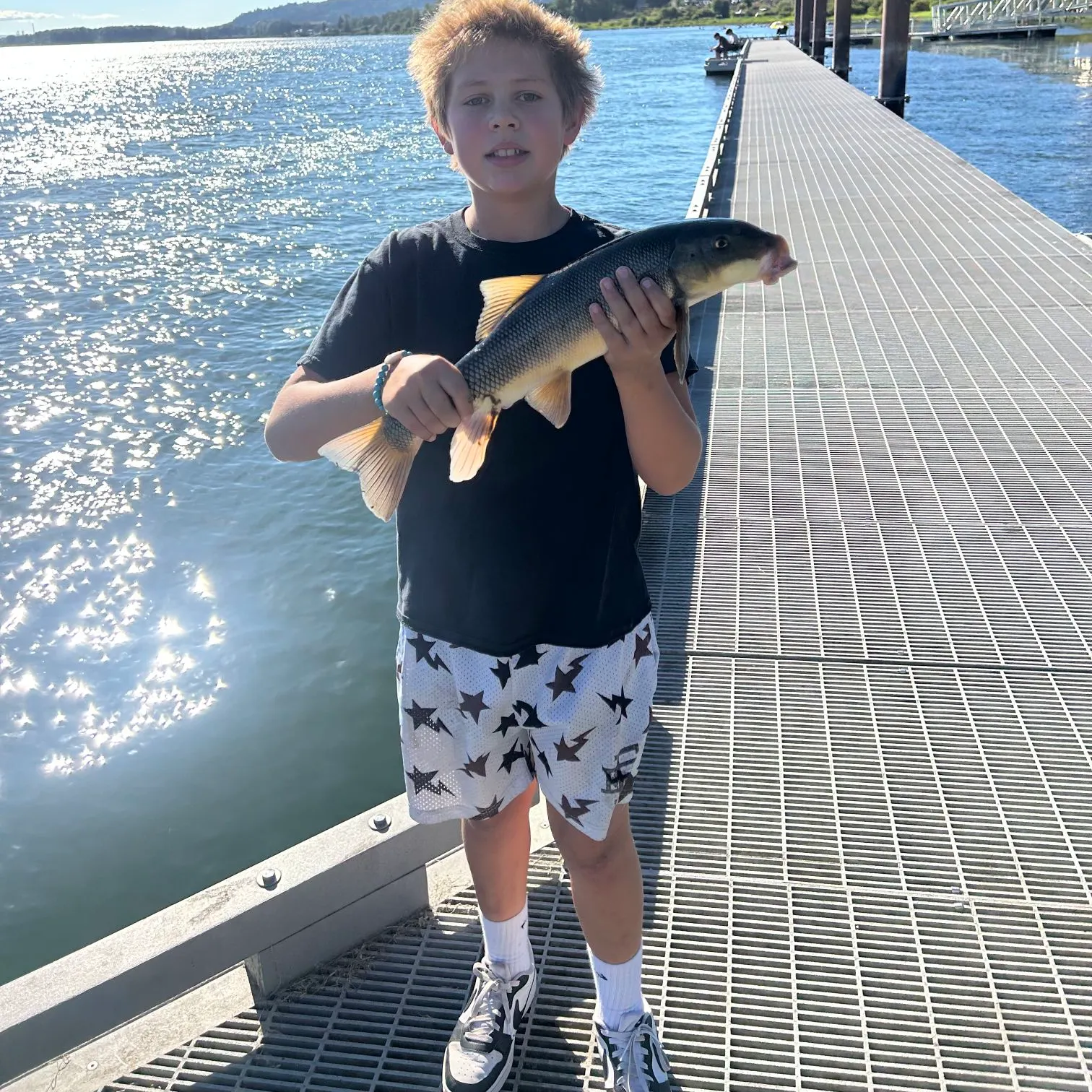 Largescale sucker caught on Fishbrain