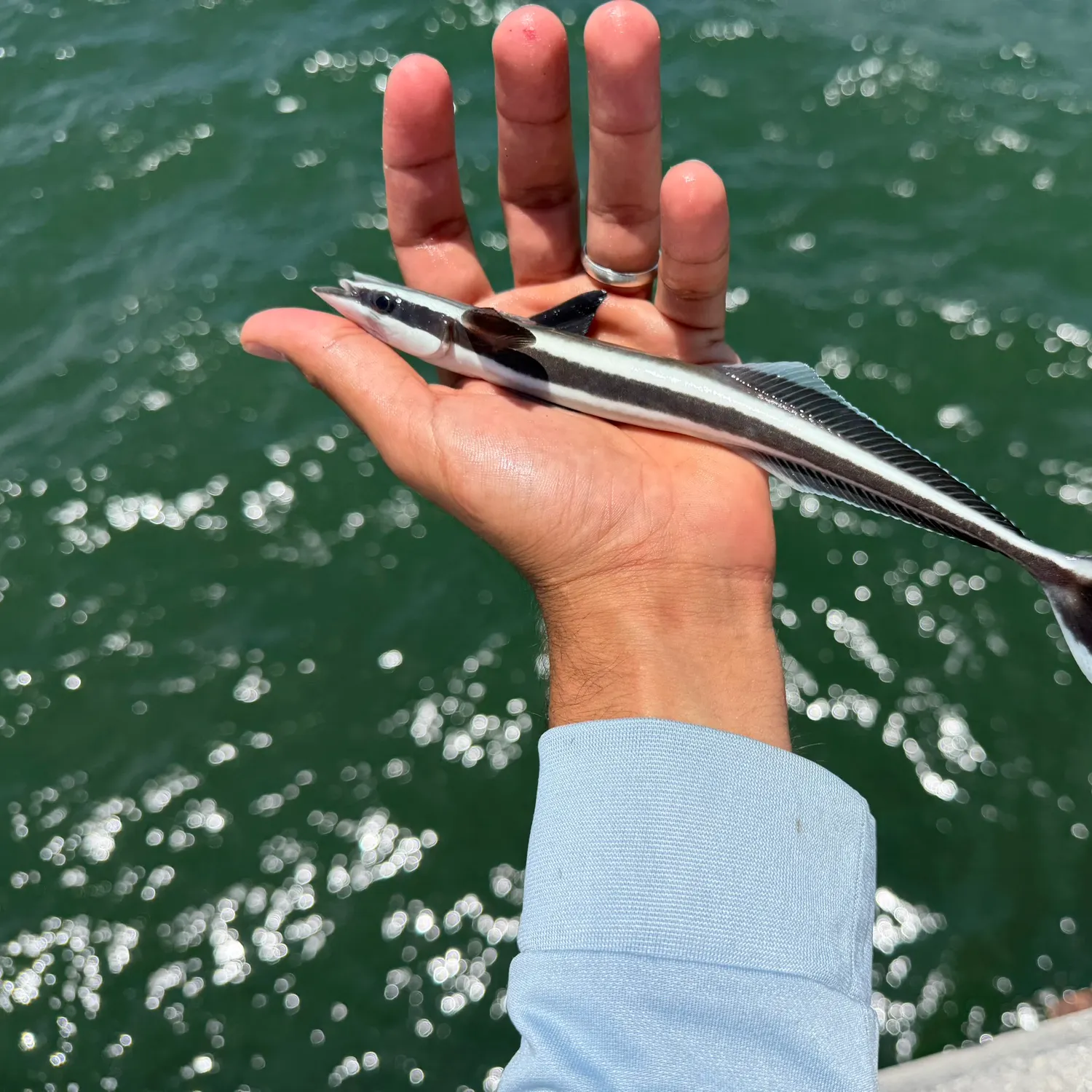 The most recent Live sharksucker catches on Fishbrain