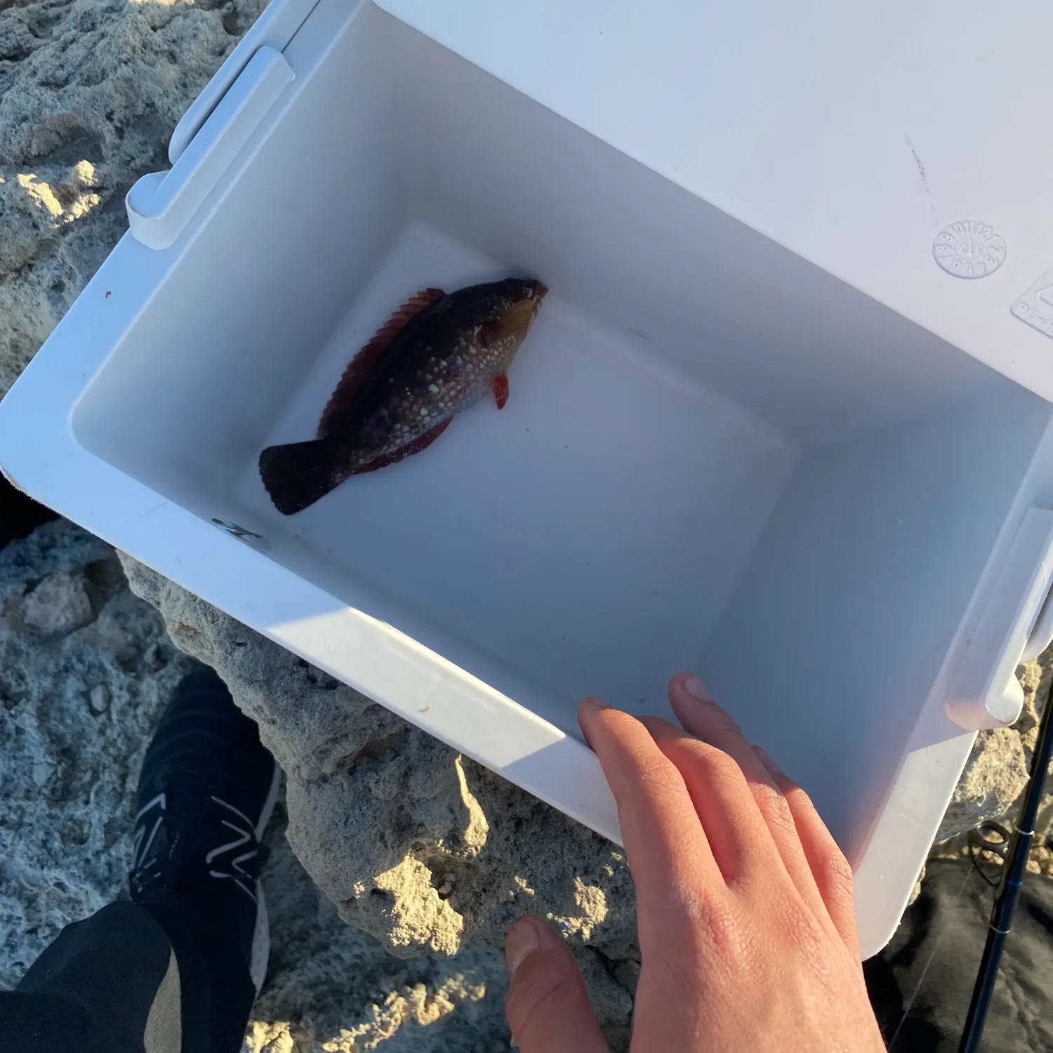 The most recent Brownspotted wrasse catches on Fishbrain
