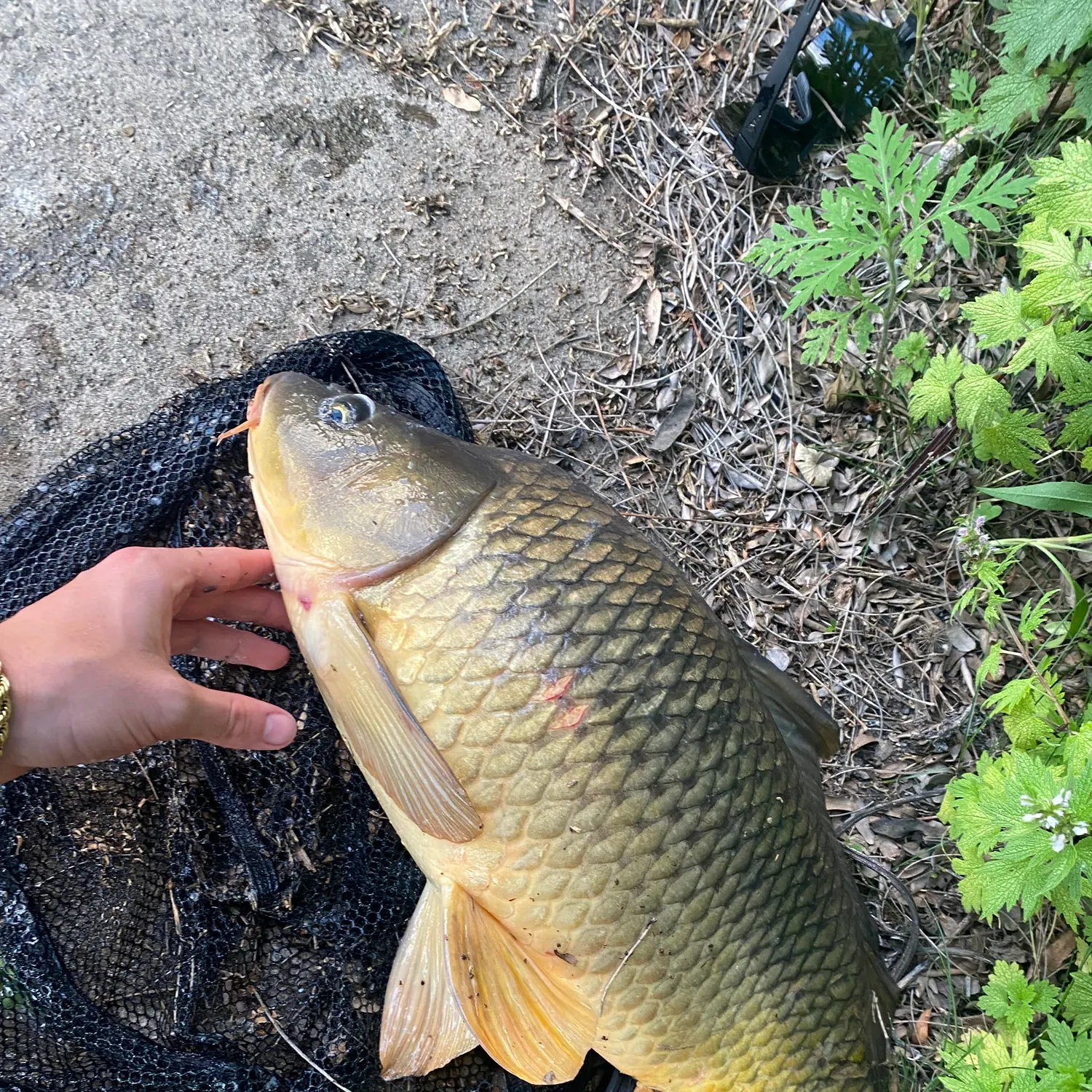 catch