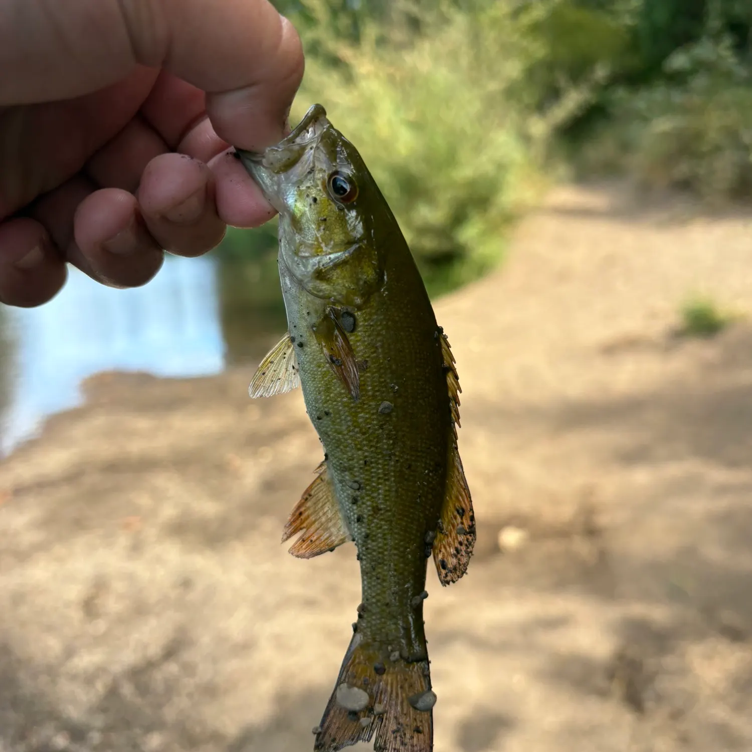 The most recent Smallmouth bass catches on Fishbrain