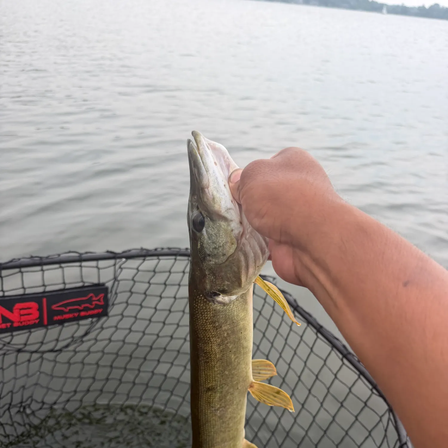 The most recent Silver pike catches on Fishbrain