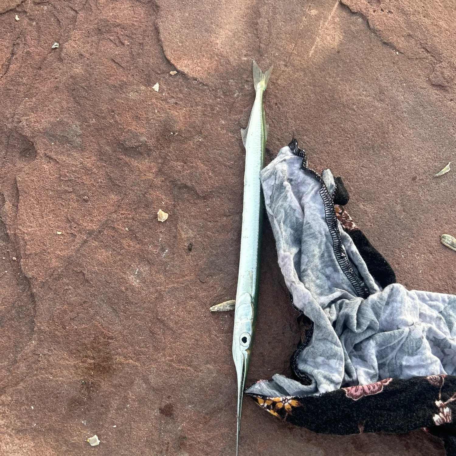 European garfish caught on Fishbrain