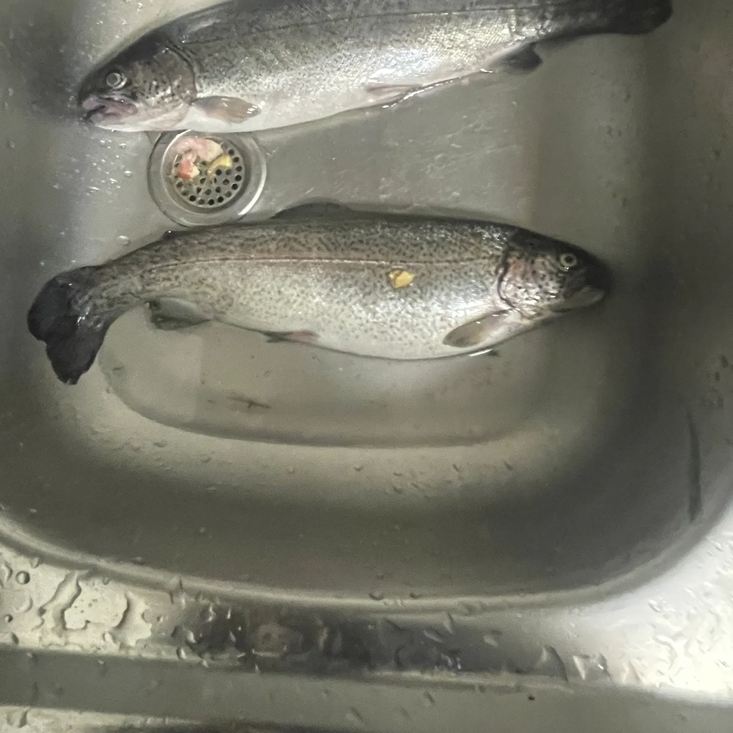 Fish caught on Fishbrain