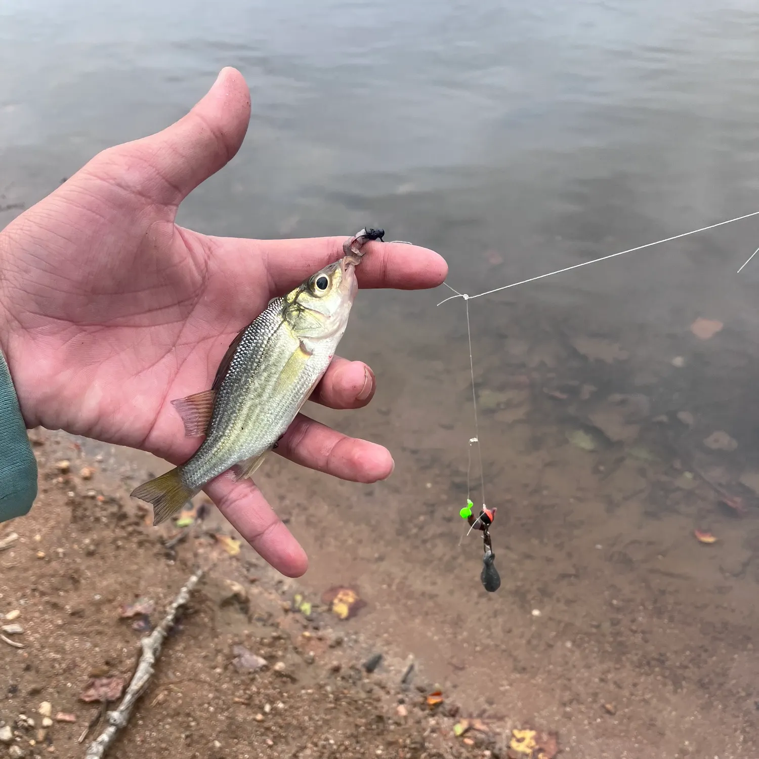 White perch caught on Fishbrain
