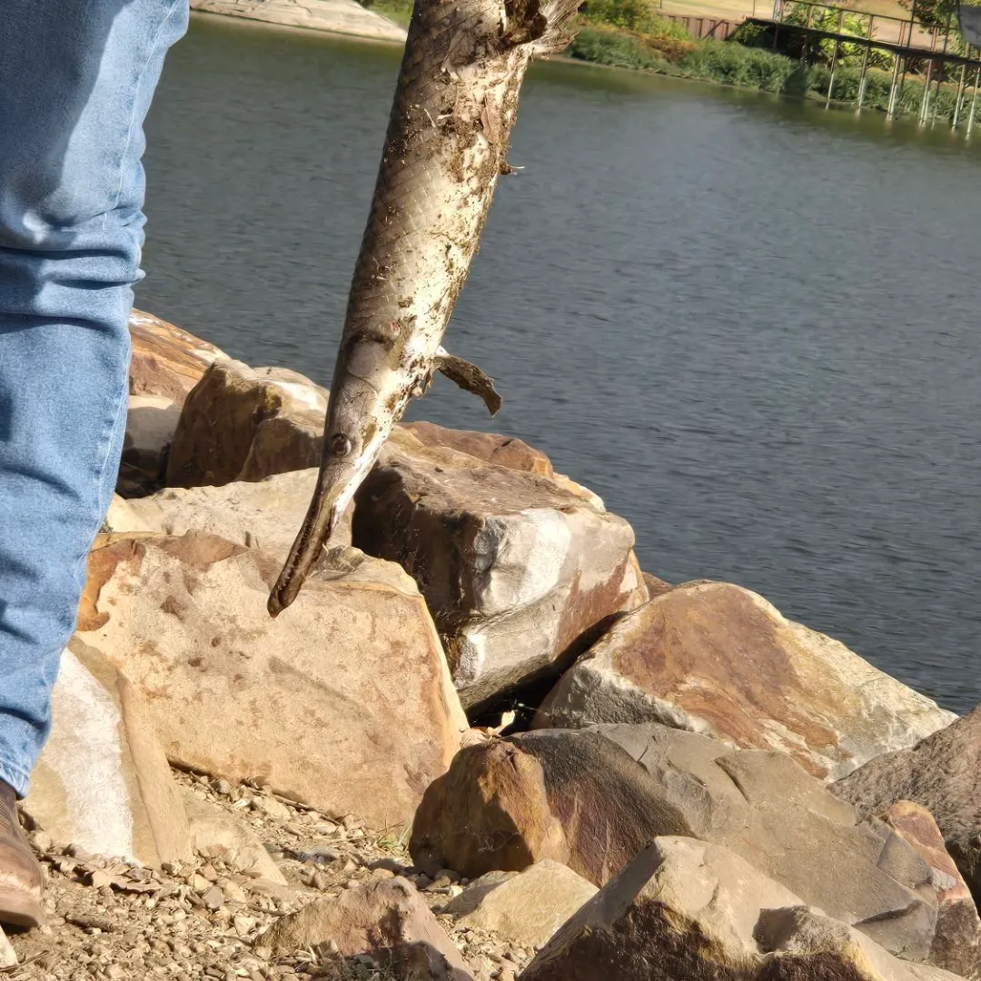 Spotted gar caught on Fishbrain
