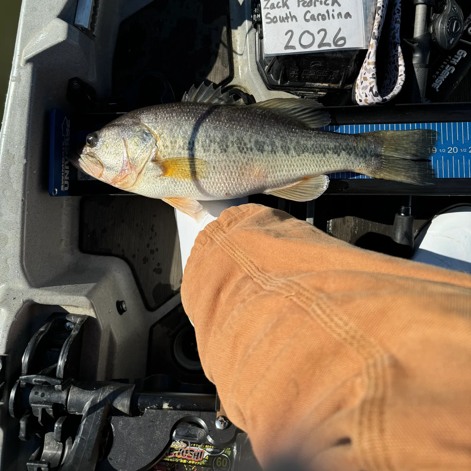 recently logged catches