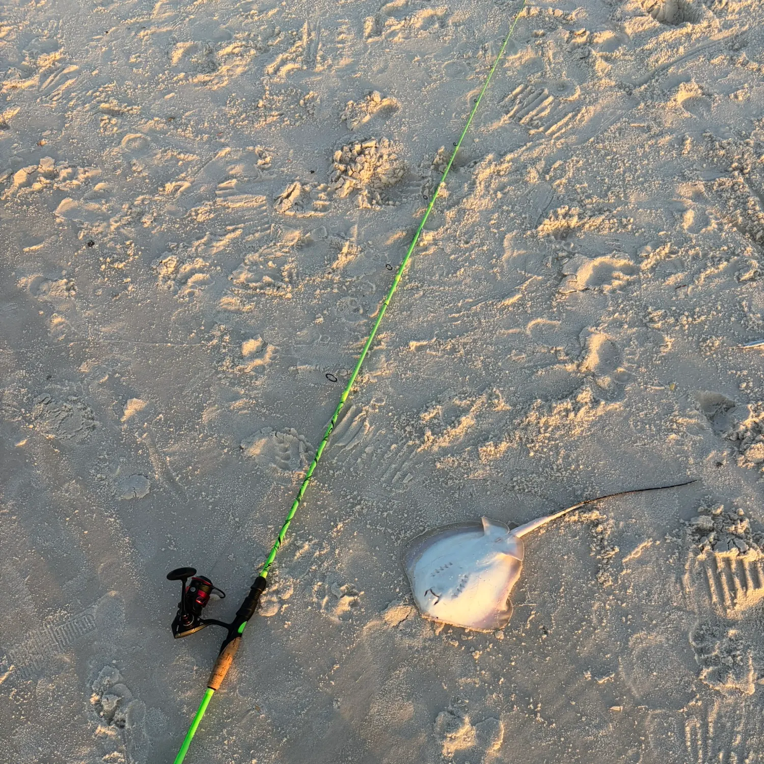 The most recent Yellow stingray catches on Fishbrain