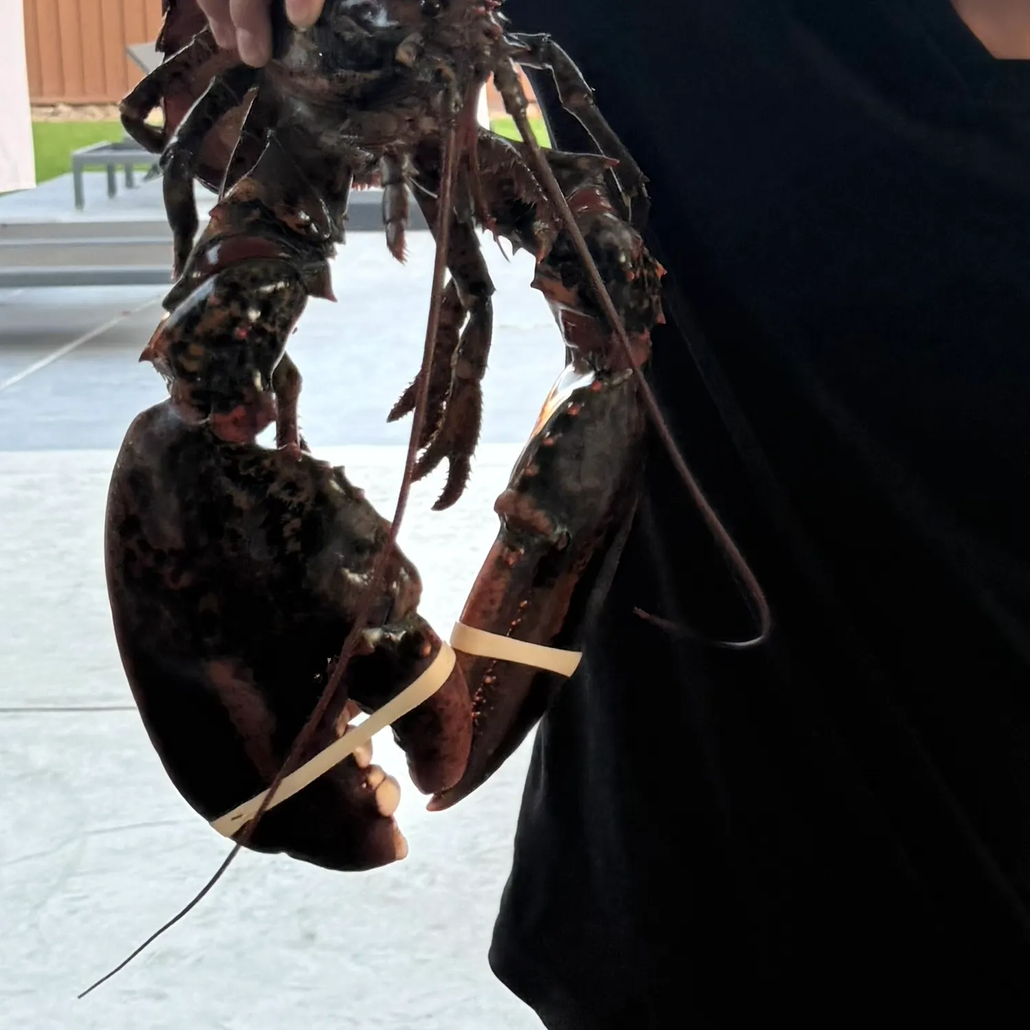 The most recent Caribbean spiny lobster catches on Fishbrain
