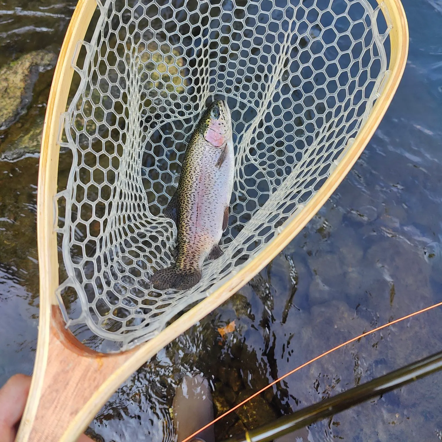 Rainbow trout caught on Fishbrain