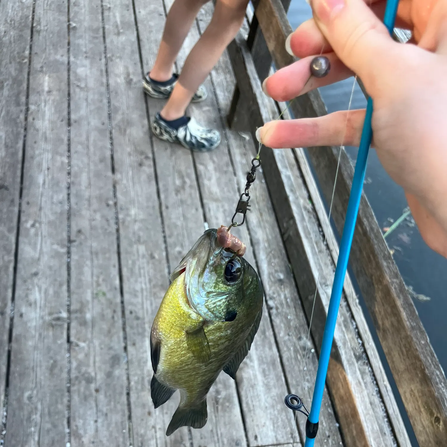 recently logged catches