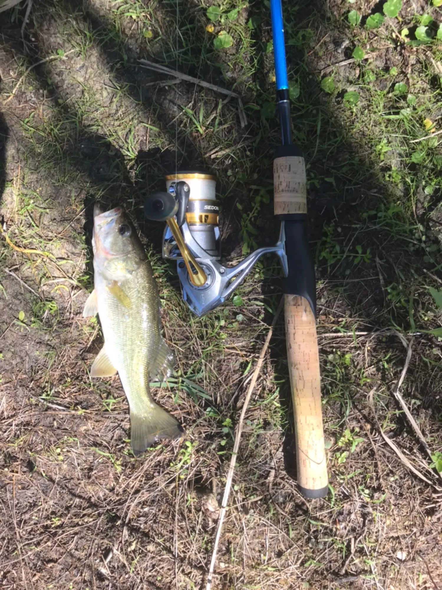 Post image from Here_fishy410