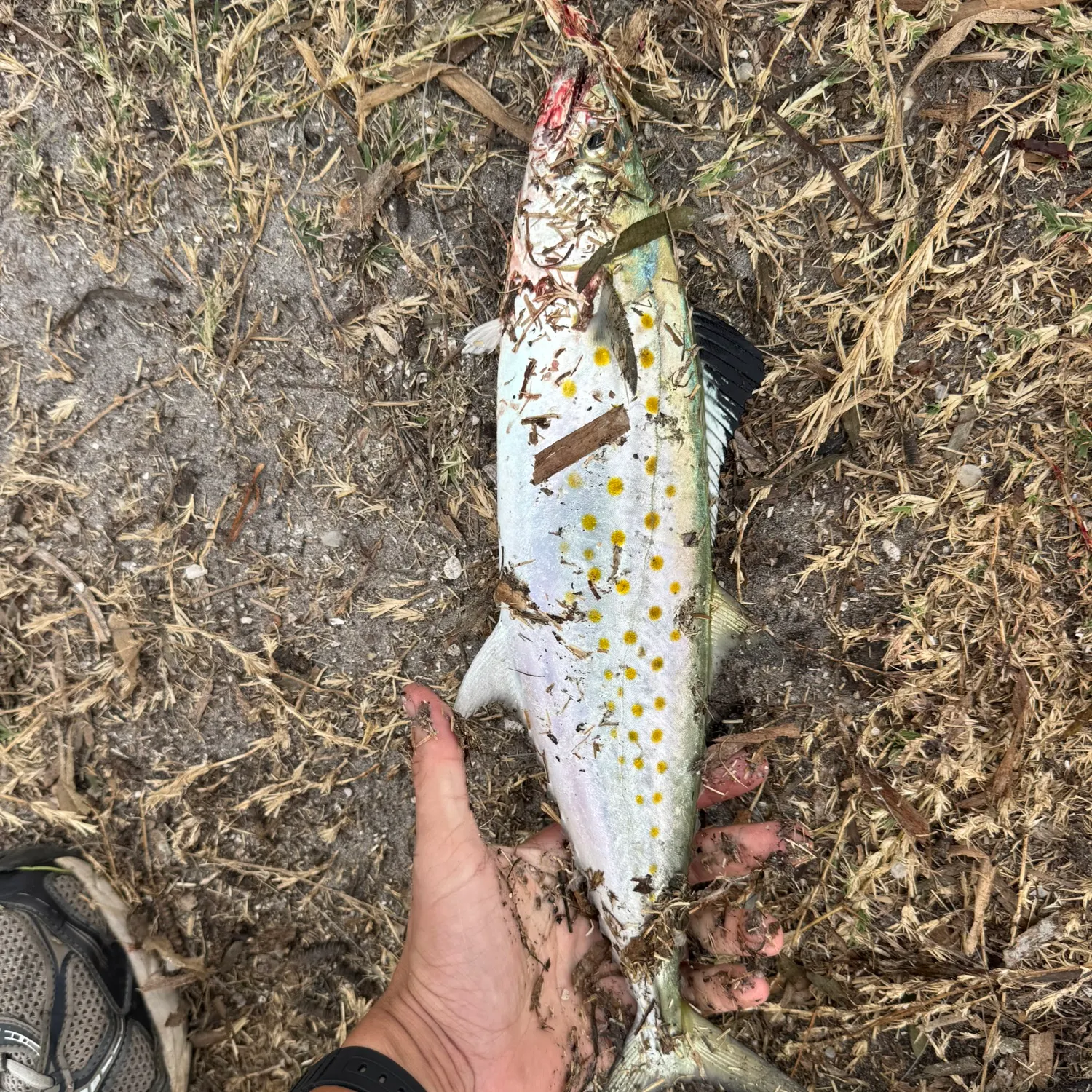 Spanish mackerel caught on Fishbrain
