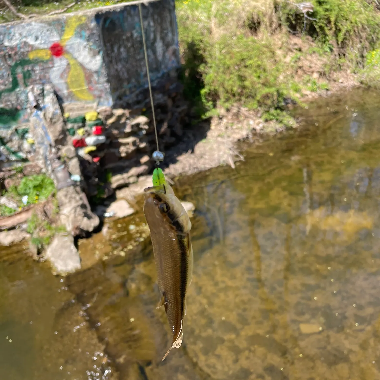 The most recent Hornyhead chub catches on Fishbrain