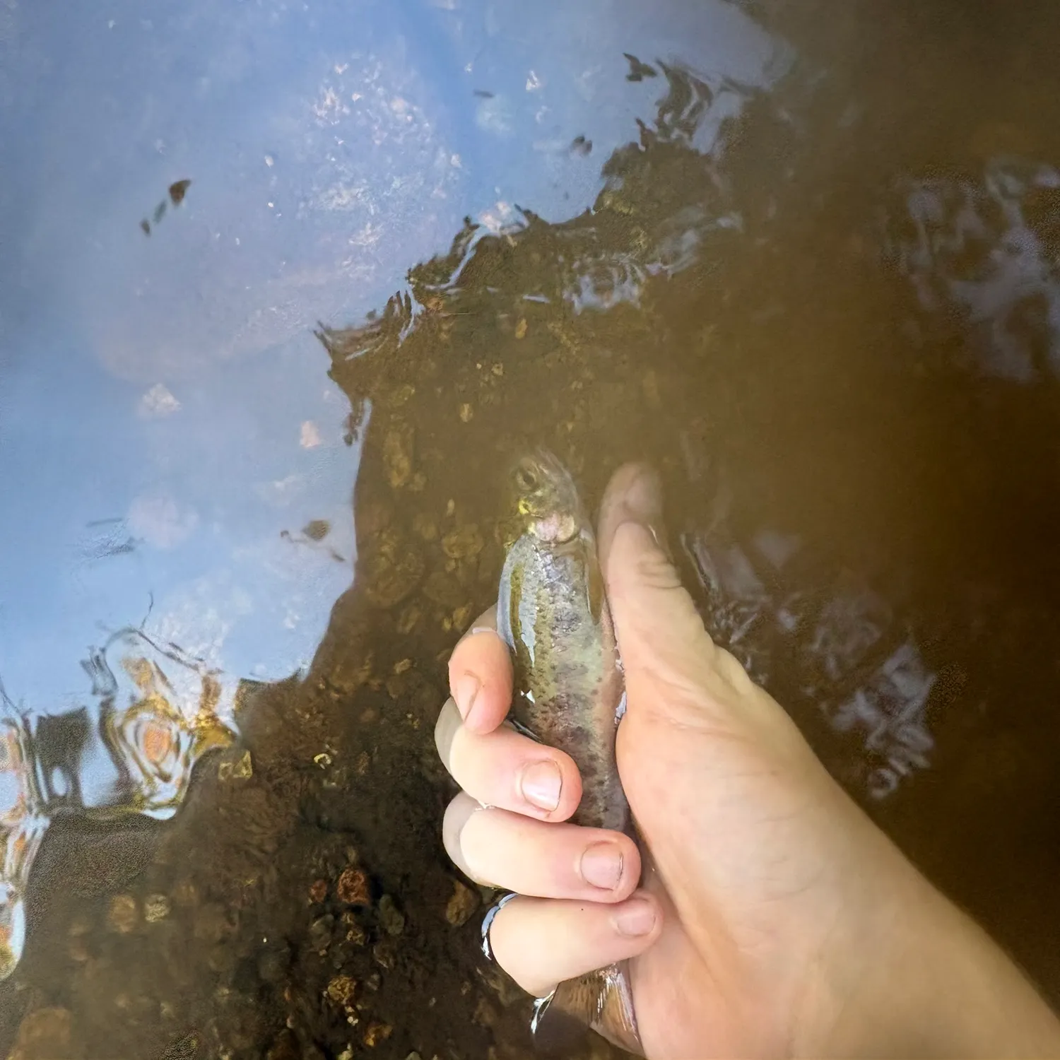 Cutbow caught on Fishbrain